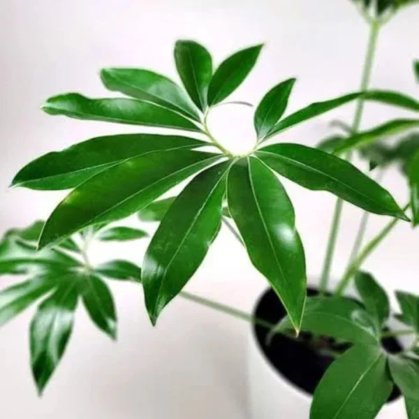 Buy Philodendron Goeldii, Thaumatophyllum spruceanum - plant from nursery nisarga