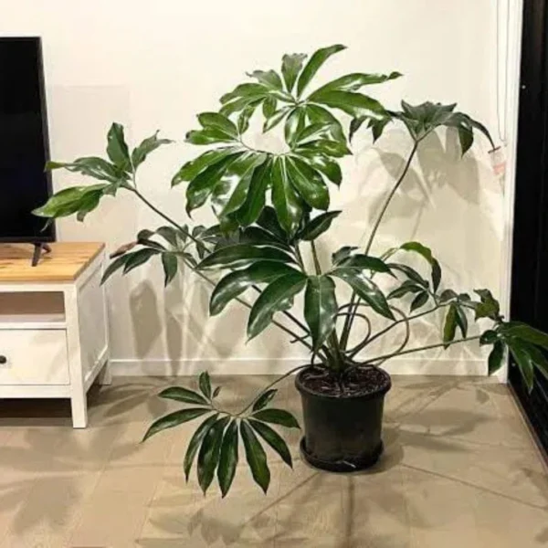 Buy Philodendron Goeldii, Thaumatophyllum spruceanum - plant from nursery nisarga