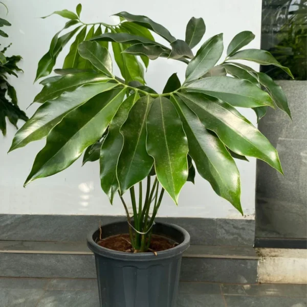 Buy Philodendron Goeldii, Thaumatophyllum spruceanum - plant from nursery nisarga