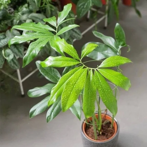 Buy Philodendron Goeldii, Thaumatophyllum spruceanum - plant from nursery nisarga