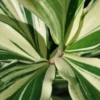 Buy Costus Arabicus Variegata "Spiral Ginger" - Plant from nursery nisarga