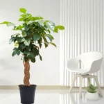 Buy China Doll Braided "Radermachera Sinica" - Plant from Nursery Nisarga