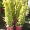 Buy Golden Pencil Pine (Cupressus Sempervirens) 'Swane's Golden' - Plant Nursery Nisarga