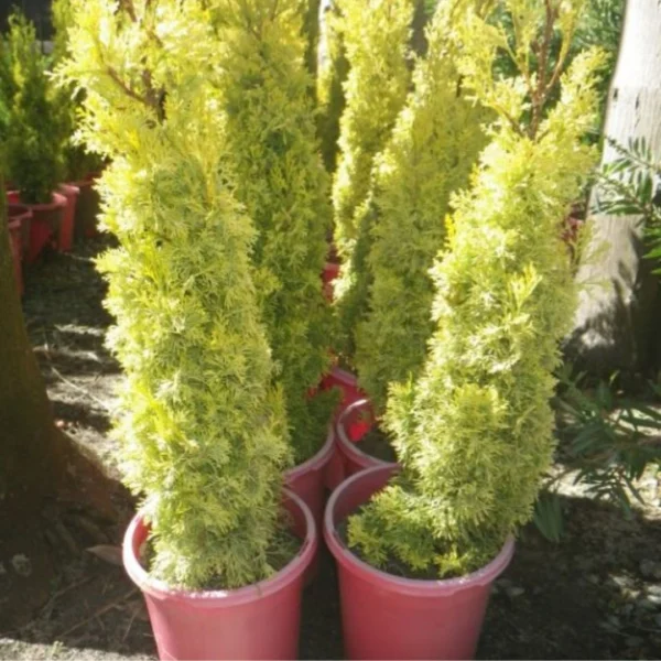 Buy Golden Pencil Pine (Cupressus Sempervirens) 'Swane's Golden' - Plant Nursery Nisarga