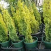 Buy Golden Pencil Pine (Cupressus Sempervirens) 'Swane's Golden' - Plant Nursery Nisarga