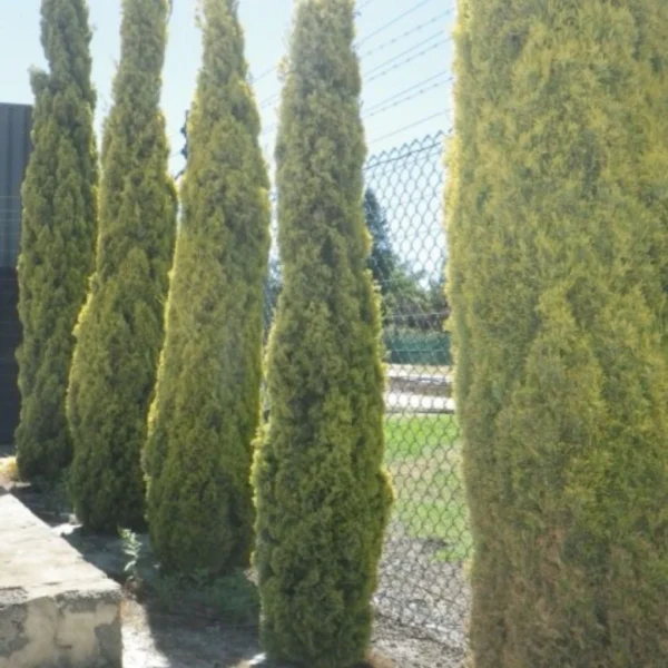 Buy Golden Pencil Pine (Cupressus Sempervirens) 'Swane's Golden' - Plant Nursery Nisarga