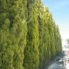 Buy Golden Pencil Pine (Cupressus Sempervirens) 'Swane's Golden' - Plant Nursery Nisarga