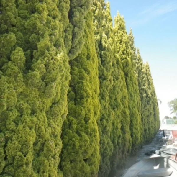 Buy Golden Pencil Pine (Cupressus Sempervirens) 'Swane's Golden' - Plant Nursery Nisarga