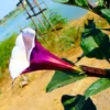 Buy Purple Dhatura " Jimsonweed" - Plant from Nursery Nisarga