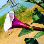 Buy Purple Dhatura " Jimsonweed" - Plant from Nursery Nisarga