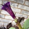 Buy Purple Dhatura " Jimsonweed" - Plant from Nursery Nisarga