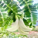 Buy August, Hummingbird Tree "Sesbania grandiflora" - Plantfrom Nursery Nisarga