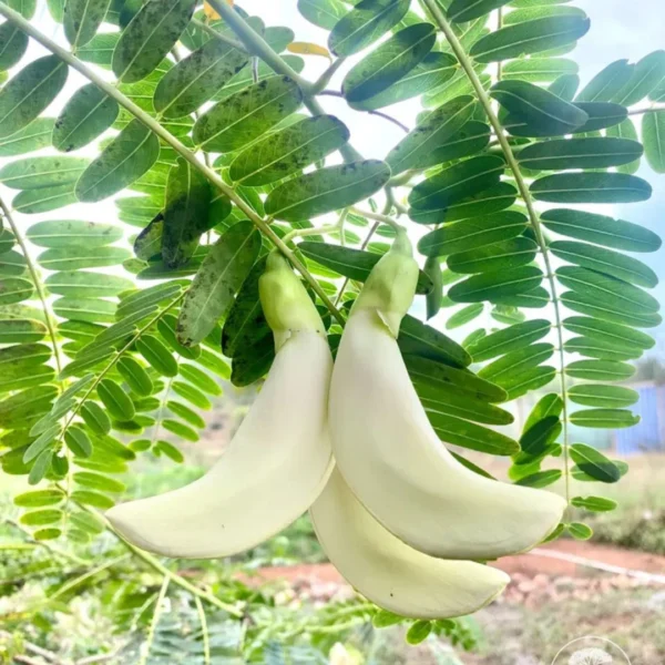 Buy August, Hummingbird Tree "Sesbania grandiflora" - Plantfrom Nursery Nisarga