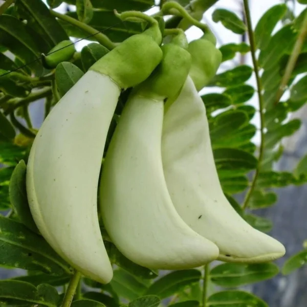 Buy August, Hummingbird Tree "Sesbania grandiflora" - Plantfrom Nursery Nisarga