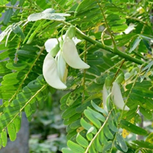 Buy August, Hummingbird Tree "Sesbania grandiflora" - Plantfrom Nursery Nisarga