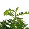Buy Aamras Green, Flowering Plant From Nursery Nisarga