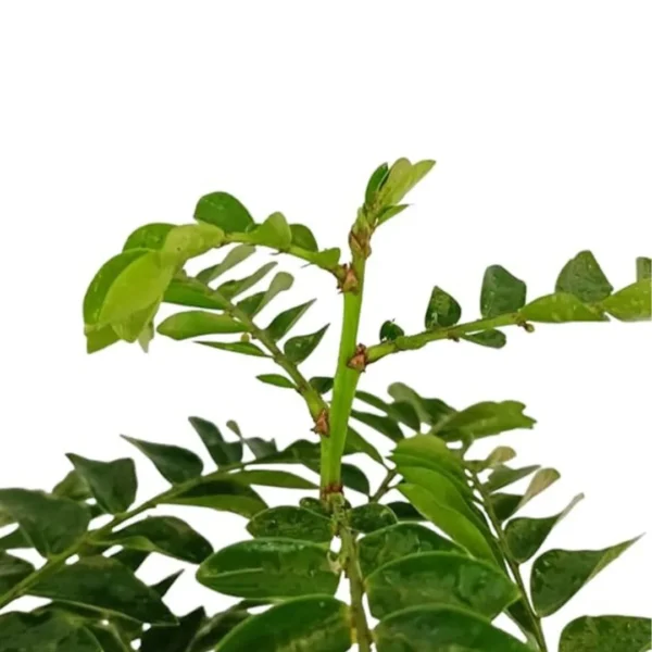 Buy Aamras Green, Flowering Plant From Nursery Nisarga