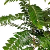 Buy Aamras Green, Flowering Plant From Nursery Nisarga