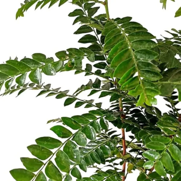 Buy Aamras Green, Flowering Plant From Nursery Nisarga
