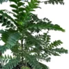 Buy Aamras Green, Flowering Plant From Nursery Nisarga