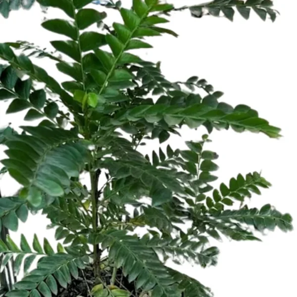 Buy Aamras Green, Flowering Plant From Nursery Nisarga