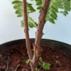 Buy Aamras Green, Flowering Plant From Nursery Nisarga