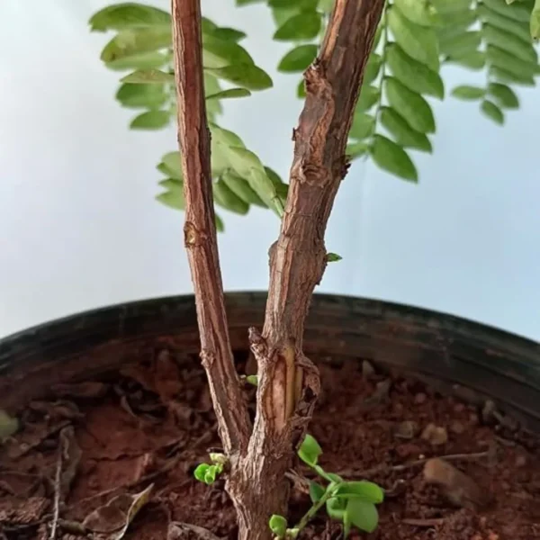 Buy Aamras Green, Flowering Plant From Nursery Nisarga