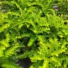 Buy Aamras Green, Flowering Plant From Nursery Nisarga