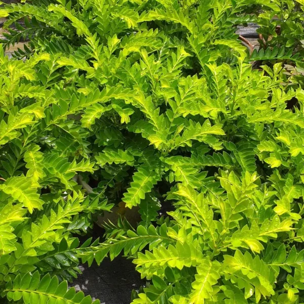 Buy Aamras Green, Flowering Plant From Nursery Nisarga