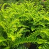 Buy Aamras Green, Flowering Plant From Nursery Nisarga
