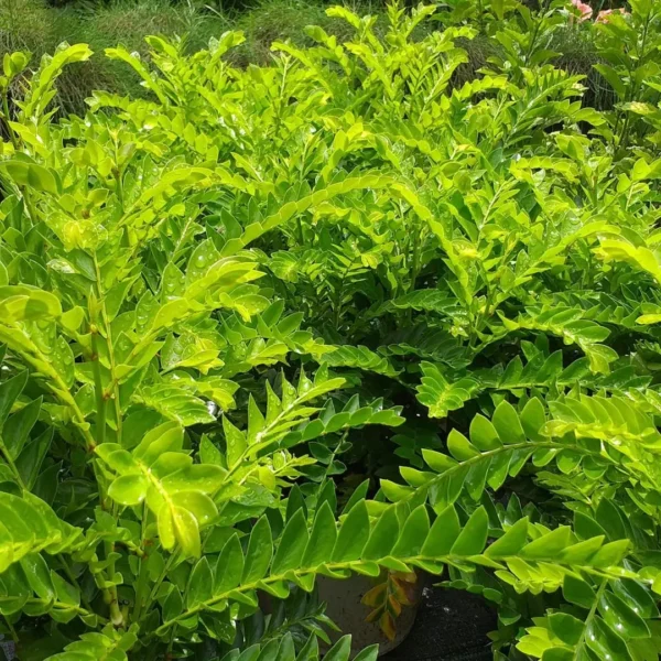 Buy Aamras Green, Flowering Plant From Nursery Nisarga