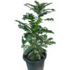 Buy Aamras Green, Flowering Plant From Nursery Nisarga