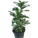Buy Aamras Green, Flowering Plant From Nursery Nisarga