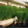 Buy vetiver khas khas "Chrysopogon zizanioides" Grass from Nursery Nisarga
