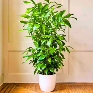 Buy Fishtail Palm "Caryota" - Plant From Nursery Nisarga