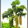 Buy Fishtail Palm "Caryota" - Plant From Nursery Nisarga