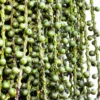 Buy Fishtail Palm "Caryota" - Plant From Nursery Nisarga