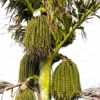 Buy Fishtail Palm "Caryota" - Plant From Nursery Nisarga
