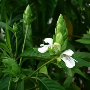 Buy Adulsa, Justicia adhatoda, Malabar Nut - Plant From Nursery Nisarga