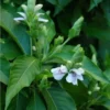 Buy Adulsa, Justicia adhatoda, Malabar Nut - Plant From Nursery Nisarga
