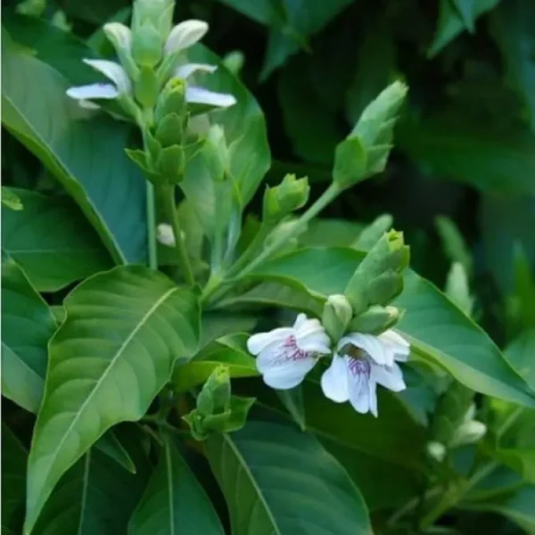 Buy Adulsa, Justicia adhatoda, Malabar Nut - Plant From Nursery Nisarga