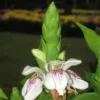 Buy Adulsa, Justicia adhatoda, Malabar Nut - Plant From Nursery Nisarga