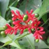 Buy Sarpagandha, Rauvolfia serpentina - Plant from nursery nisarga