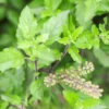 Kapoor Tulsi, Ocimum kilimandscharicum, Blue Basil - Plant