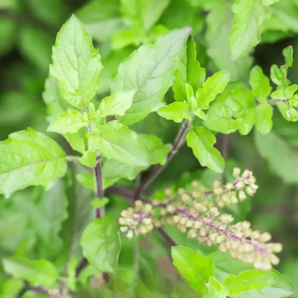 Kapoor Tulsi, Ocimum kilimandscharicum, Blue Basil - Plant