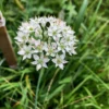 Buy Garlic Chives, Allium tuberosum - Plant from Nursery Nisarga
