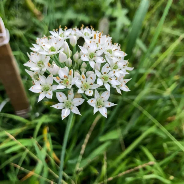 Buy Garlic Chives, Allium tuberosum - Plant from Nursery Nisarga