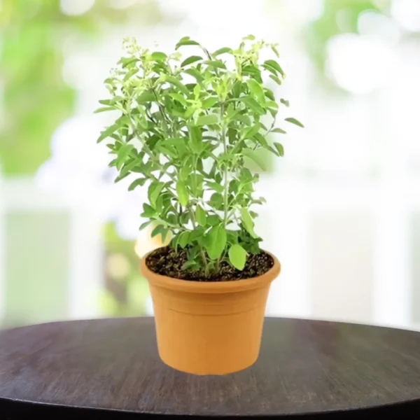 Kapoor Tulsi, Ocimum kilimandscharicum, Blue Basil - Plant