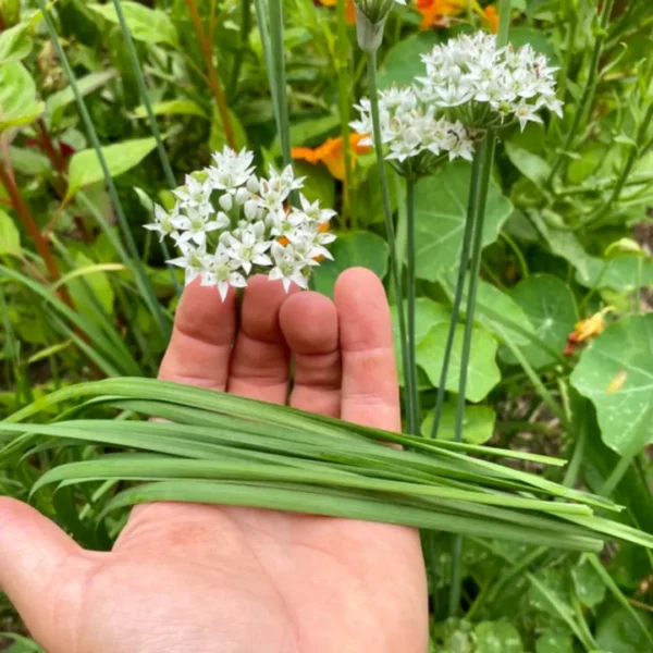 Buy Garlic Chives, Allium tuberosum - Plant from Nursery Nisarga