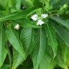 Buy Adulsa, Justicia adhatoda, Malabar Nut - Plant From Nursery Nisarga